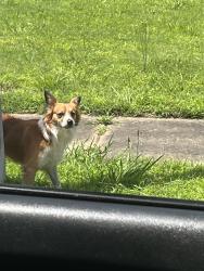 Found/Stray Male Dog last seen Lucerne Dr , Memphis, TN 38115