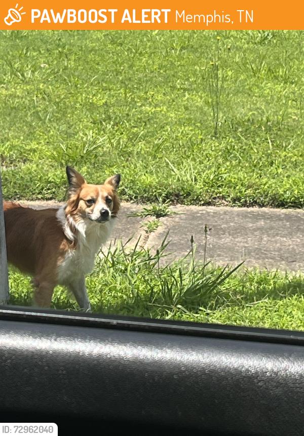 Found/Stray Male Dog last seen Lucerne Dr , Memphis, TN 38115