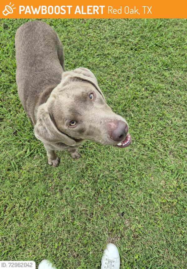 Found/Stray Unknown Dog last seen Pratt and Lynn Ann Dr Red Oak, Red Oak, TX 75154