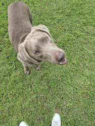 Found/Stray Unknown Dog last seen Pratt and Lynn Ann Dr Red Oak, Red Oak, TX 75154