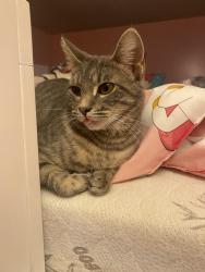 Lost Female Cat last seen Stoutamire Road , Tallahassee, FL 32310