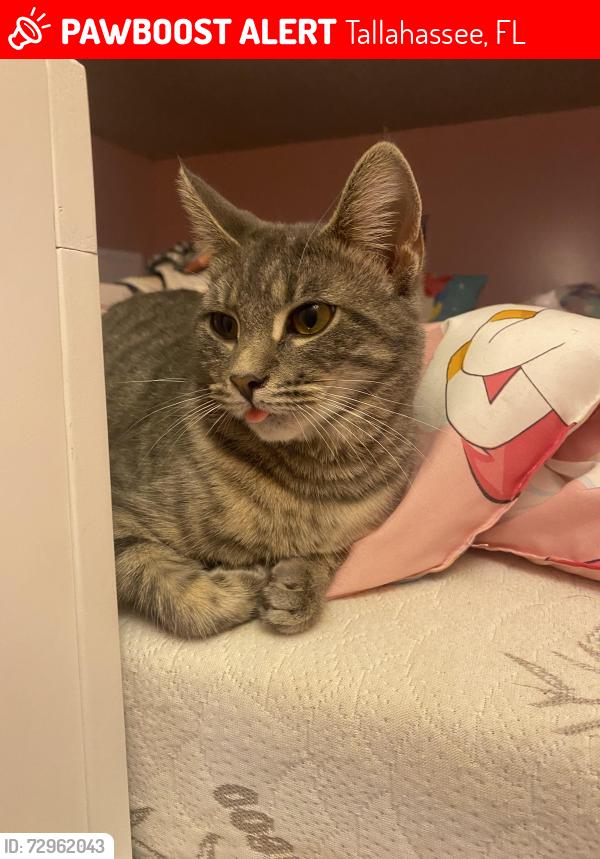 Lost Female Cat last seen Stoutamire Road , Tallahassee, FL 32310