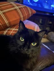 Lost Male Cat last seen Dinner st & Brighton, Port St. Lucie, FL 34953