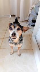 Lost Male Dog last seen Rua manoel Francisco Machado, Fundos, SC 88161-516