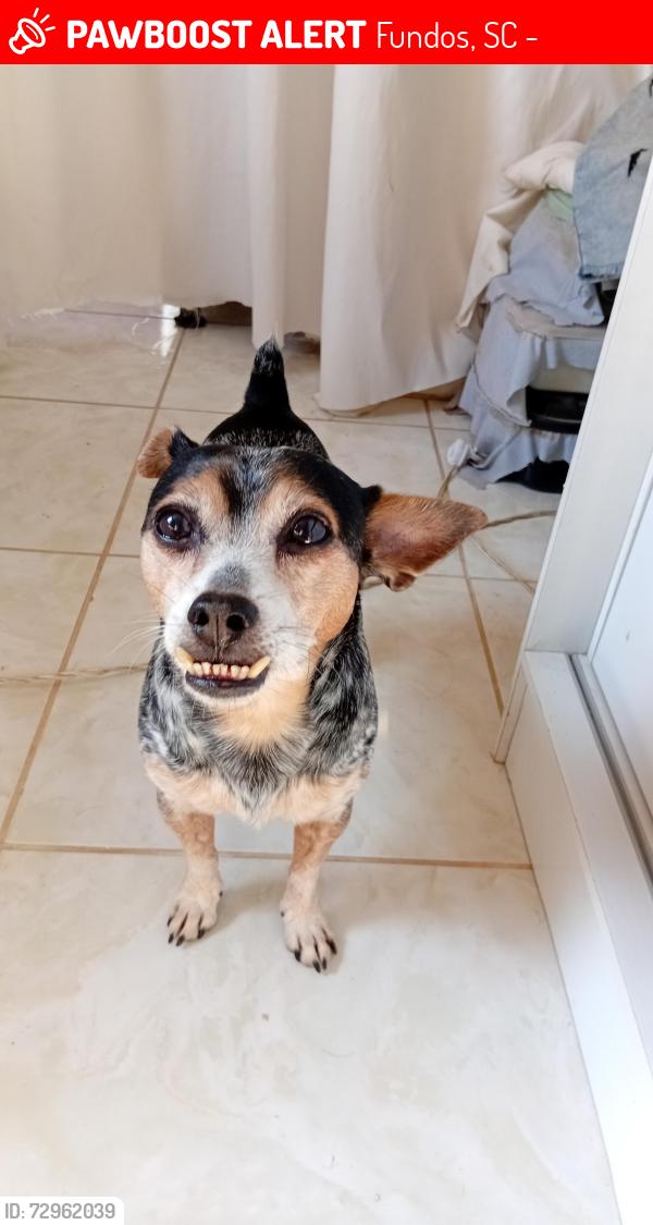 Lost Male Dog last seen Rua manoel Francisco Machado, Fundos, SC 88161-516