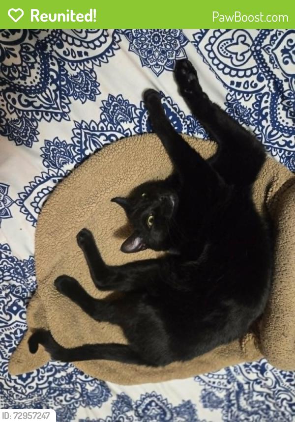 Reunited Male Cat last seen Hemlock Road, New Haven, CT 06515