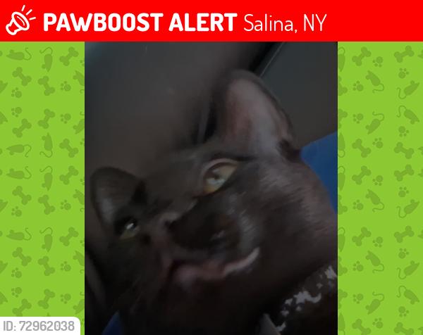 Lost Male Cat last seen Long Branch Elementary School , Salina, NY 13090