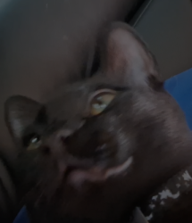 Lost Male Cat last seen Long Branch Elementary School , Salina, NY 13090