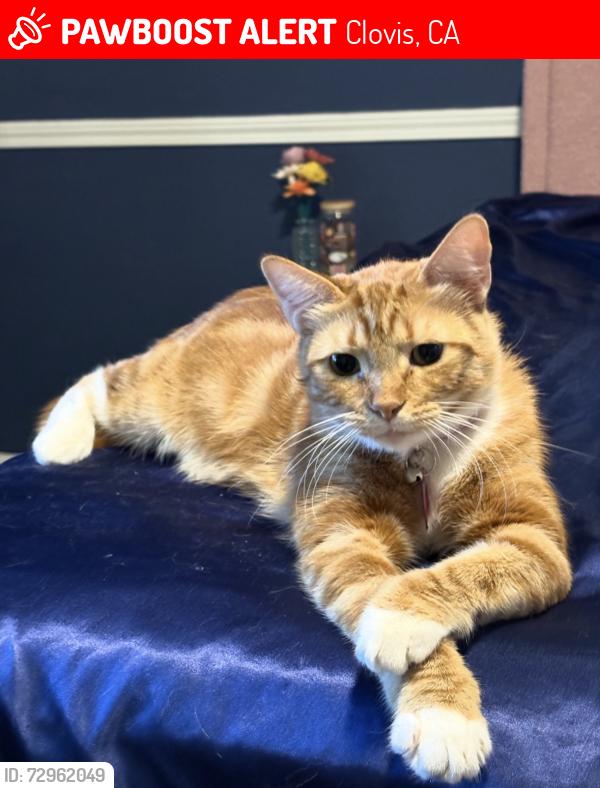 Lost Female Cat last seen Clovis and Shepherd, Clovis, CA 93619