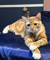 Lost Female Cat last seen Clovis and Shepherd, Clovis, CA 93619