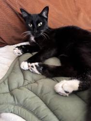 Found/Stray Female Cat last seen Broadway and Commercial near Superior grocery store , Santa Ana, CA 92707