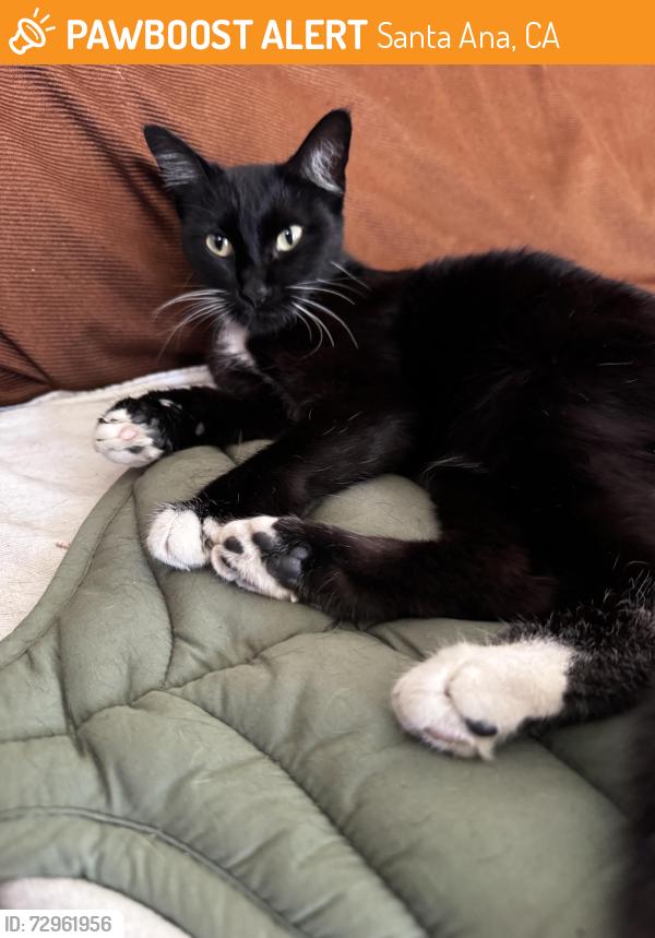 Found/Stray Female Cat last seen Broadway and Commercial near Superior grocery store , Santa Ana, CA 92707