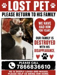Lost Male Cat last seen Near nw 64th ave , Hialeah, FL 33015