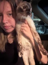 Reunited Female Cat last seen Sierra High School or Roberts Park, Manteca, CA 95337