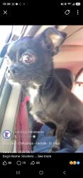 Lost Female Dog last seen Saint paul minnesota, near earl and wakeview avenue, Saint Paul, MN 55106