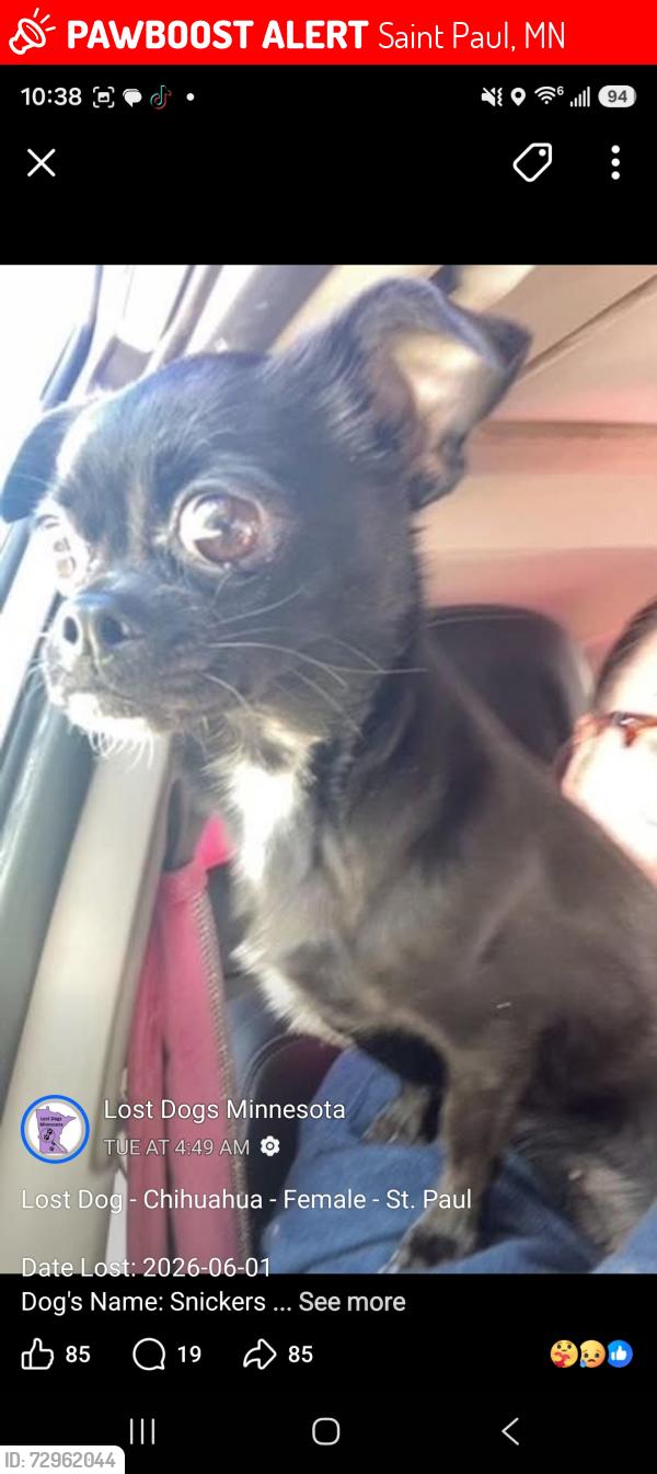Lost Female Dog last seen Saint paul minnesota, near earl and wakeview avenue, Saint Paul, MN 55106
