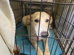 Shelter Stray Female Dog last seen Near BLK FM 619, City of Elgin, Williamson County, TX, Georgetown, TX 78626