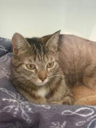 Shelter Stray Female Cat last seen Fishers, IN 46038, Fishers, IN 46038