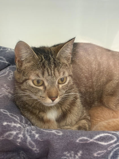 Shelter Stray Female Cat last seen Fishers, IN 46038, Fishers, IN 46038