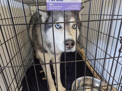 Shelter Stray Male Dog last seen Hutto, TX 78634, Georgetown, TX 78626