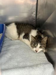 Shelter Stray Female Cat last seen Fishers, IN 46038, Fishers, IN 46038