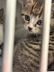 Shelter Stray Unknown Cat last seen Fishers, IN 46038, Fishers, IN 46038