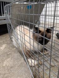 Shelter Stray Female Cat last seen Eau Claire, WI 54703, Eau Claire, WI 54701