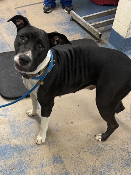 Shelter Stray Female Dog last seen Floral City, FL 34436, Inverness, FL 34450