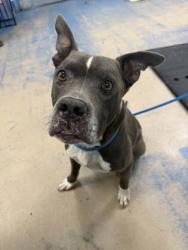 Shelter Stray Male Dog last seen Citrus County, FL 34428, Inverness, FL 34450