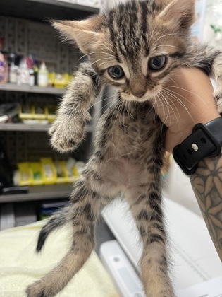 Shelter Stray Female Cat last seen Sacramento, CA 95828, Sacramento, CA 95828