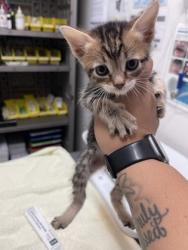 Shelter Stray Female Cat last seen Sacramento, CA 95828, Sacramento, CA 95828