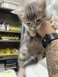 Shelter Stray Female Cat last seen Sacramento, CA 95828, Sacramento, CA 95828