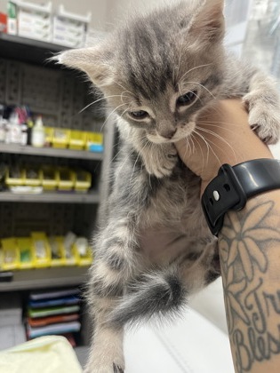 Shelter Stray Female Cat last seen Sacramento, CA 95828, Sacramento, CA 95828