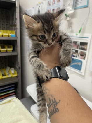 Shelter Stray Male Cat last seen Sacramento, CA 95828, Sacramento, CA 95828