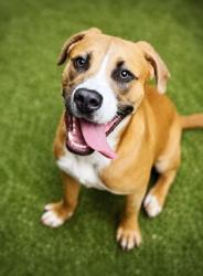 Shelter Stray Male Dog last seen Fairburn, GA 30213, Atlanta, GA 30336