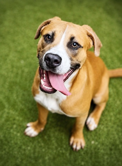 Shelter Stray Male Dog last seen Fairburn, GA 30213, Atlanta, GA 30336