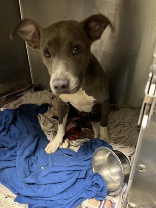 Shelter Stray Female Dog last seen Atlanta, GA 30311, Atlanta, GA 30336
