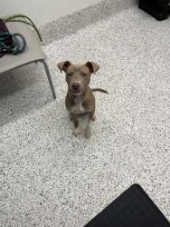 Shelter Stray Female Dog last seen Atlanta, GA 30337, Atlanta, GA 30336