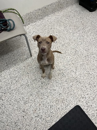 Shelter Stray Female Dog last seen Atlanta, GA 30337, Atlanta, GA 30336