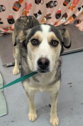 Shelter Stray Female Dog last seen València, VC , Los Lunas, NM 87031