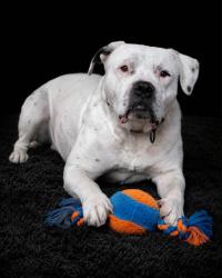 Shelter Stray Male Dog last seen S Garfield Ave & W Mount Whitney Ave, Riverdale Zone Fresno CO 1B 93656, CA, Fresno, CA 93706