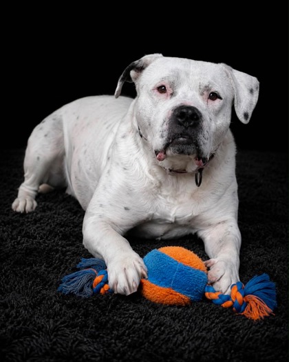 Shelter Stray Male Dog last seen S Garfield Ave & W Mount Whitney Ave, Riverdale Zone Fresno CO 1B 93656, CA, Fresno, CA 93706