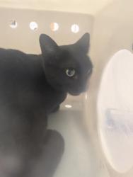 Shelter Stray Unknown Cat last seen Los Lunas, NM 87031, Los Lunas, NM 87031
