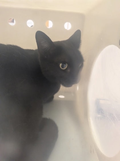 Shelter Stray Unknown Cat last seen Los Lunas, NM 87031, Los Lunas, NM 87031