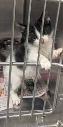 Shelter Stray Male Cat last seen Belen, NM 87002, Los Lunas, NM 87031