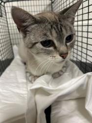 Shelter Stray Female Cat last seen Knox County, TN 37918, Knoxville, TN 37919