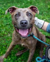 Shelter Stray Male Dog last seen Near KATHERINE KNOWLES Stone Mountain, 30087, 30087, GA, Atlanta, GA 30341