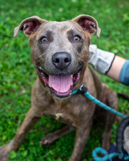 Shelter Stray Male Dog last seen Near KATHERINE KNOWLES Stone Mountain, 30087, 30087, GA, Atlanta, GA 30341