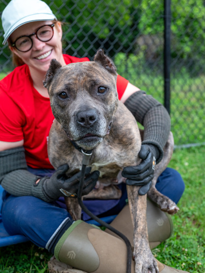 Shelter Stray Female Dog last seen Near Stonegate Industrial Blvd, 30083, GA, Atlanta, GA 30341