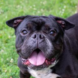 Shelter Stray Male Dog last seen , GA , Atlanta, GA 30341